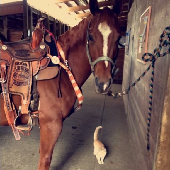 Meet your Posher, Tori - Picture 3 of 6